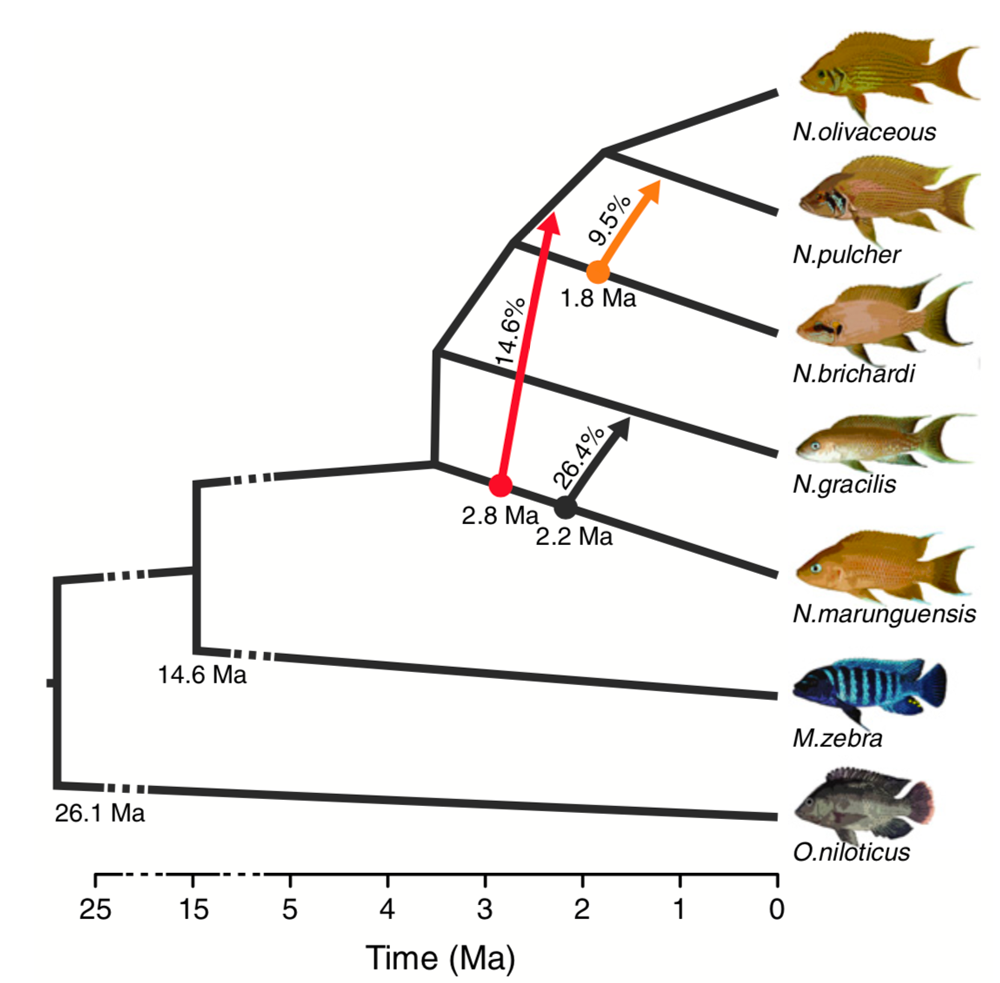 Introgression Statistics - Evolution and Genomics